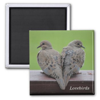 Mourning Doves Magnet by birdsandblooms at Zazzle