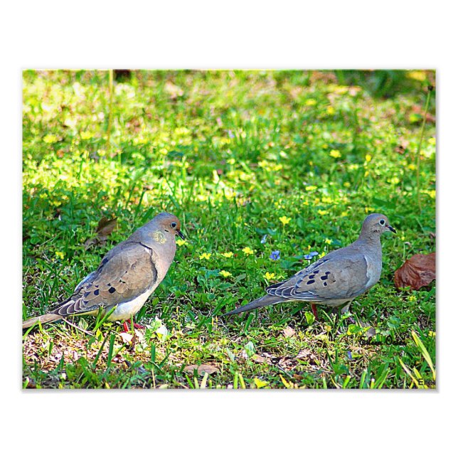 Mourning Doves Photo Print (Front)