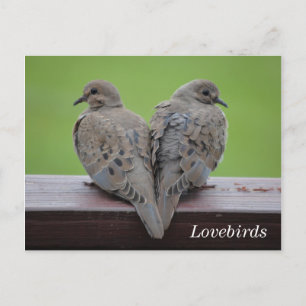 Mourning Doves Postcard