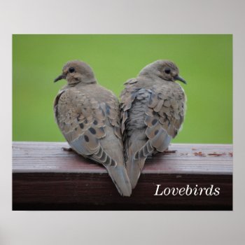 Mourning Doves Poster by birdsandblooms at Zazzle