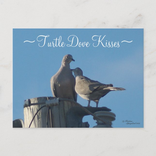 Mourning Turtle Doves Postcard (Front)