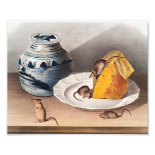 Mouse (Mus-musculus) Illustration Photo Print