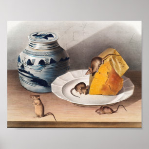 Mouse (Mus-musculus) Illustration Poster