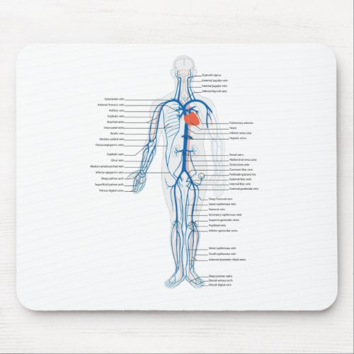 Mouse Pad Arterial System Veins Human Circulatory