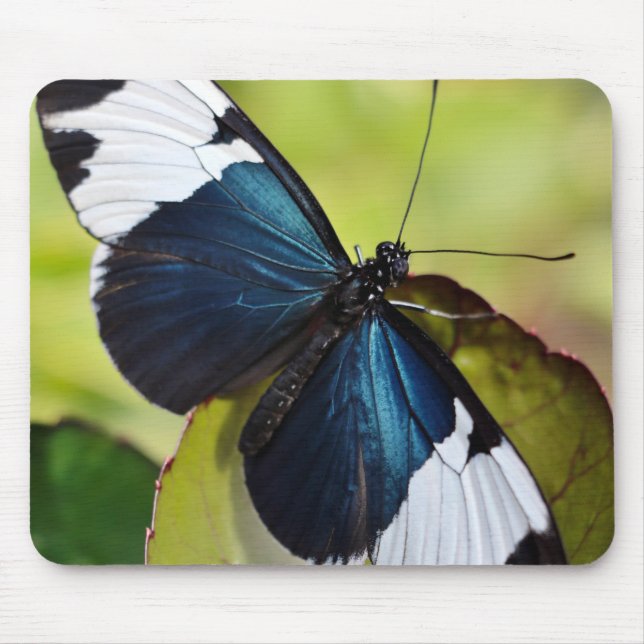Mouse Pad/Blue Longwing Butterfly Pad (Front)