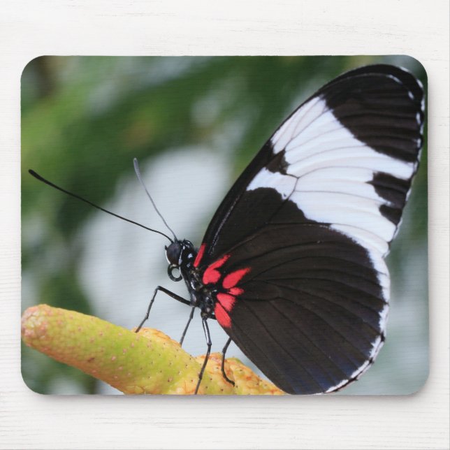 Mouse Pad/Doris Longwing Butterfly Pad (Front)