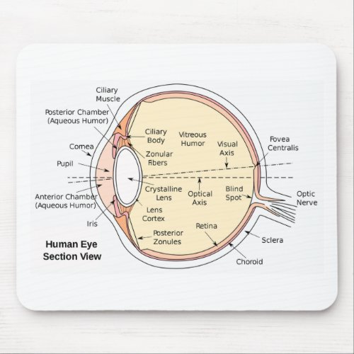 Mouse Pad Human Eye Ball Anatomical Diagram