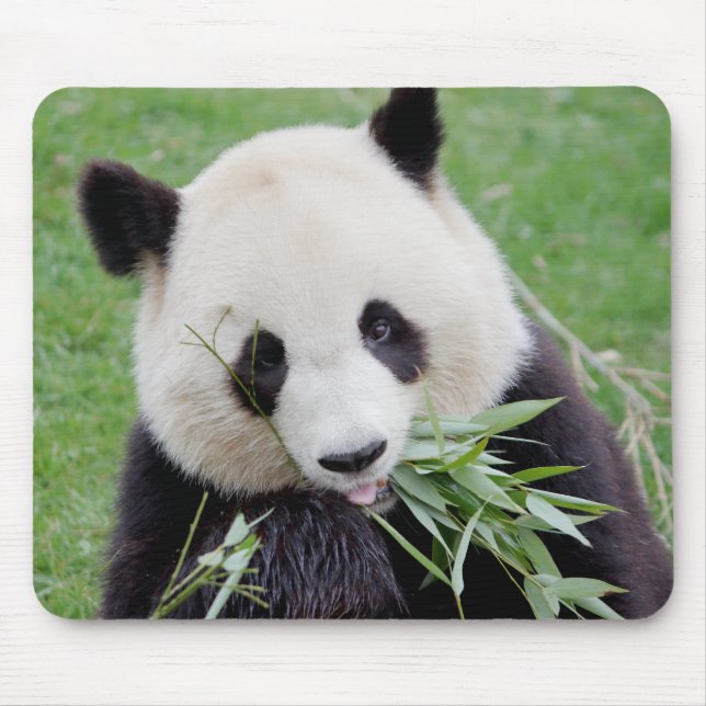 Mouse Pad Photo giant panda, animals 0261. (Front)
