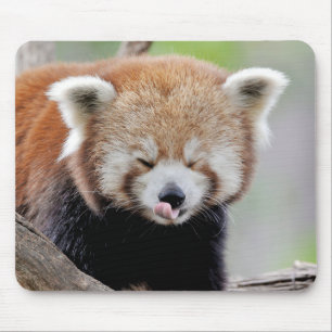 Mouse Pad Photo red panda, animals 0393.