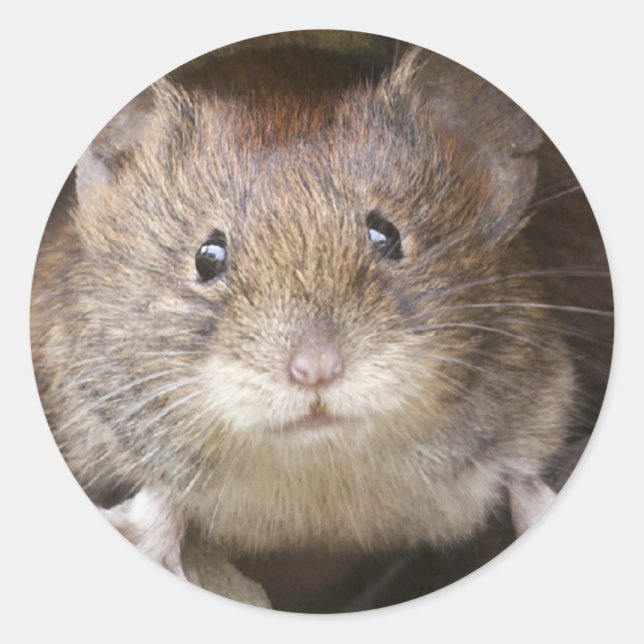 Mouse Portrait Classic Round Sticker (Front)