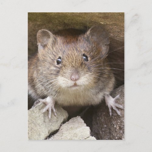 Mouse Portrait Postcard