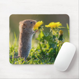 Mouse Smelling a Yellow Dandelion Pad