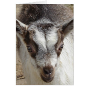 Mouse the Goat Cards