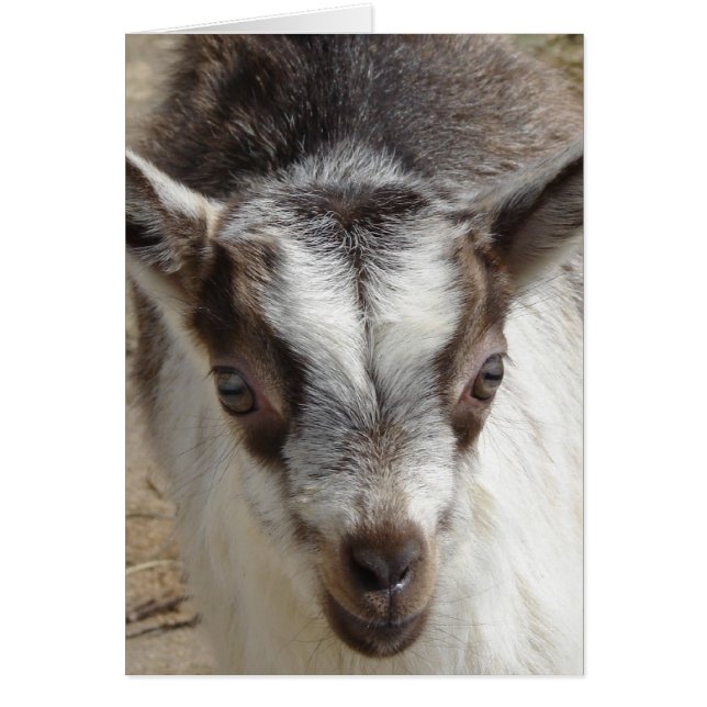 Mouse the Goat Cards (Front)