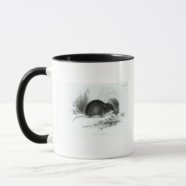Mouse, Tierra del Fuego, South America c.1832-36 Mug (Left)