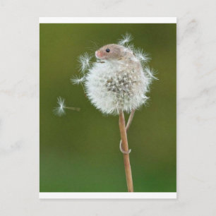 Mouse Wishes Postcard