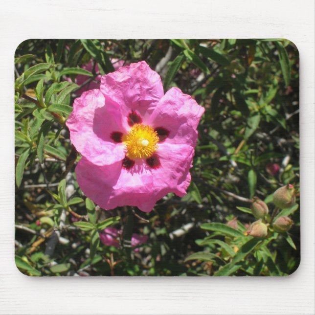 Mousepad - Mexican Rock Rose (Front)