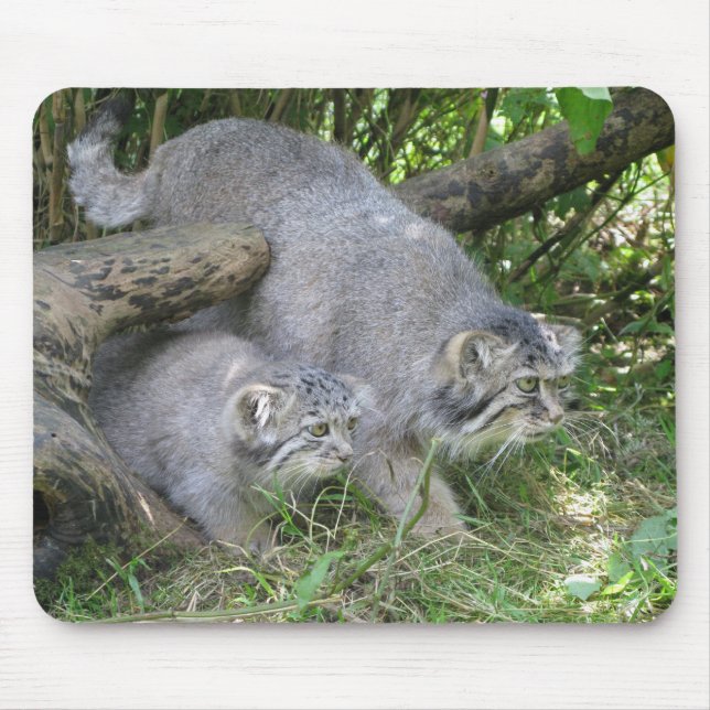 Mousepad - Pallas's cat (Front)