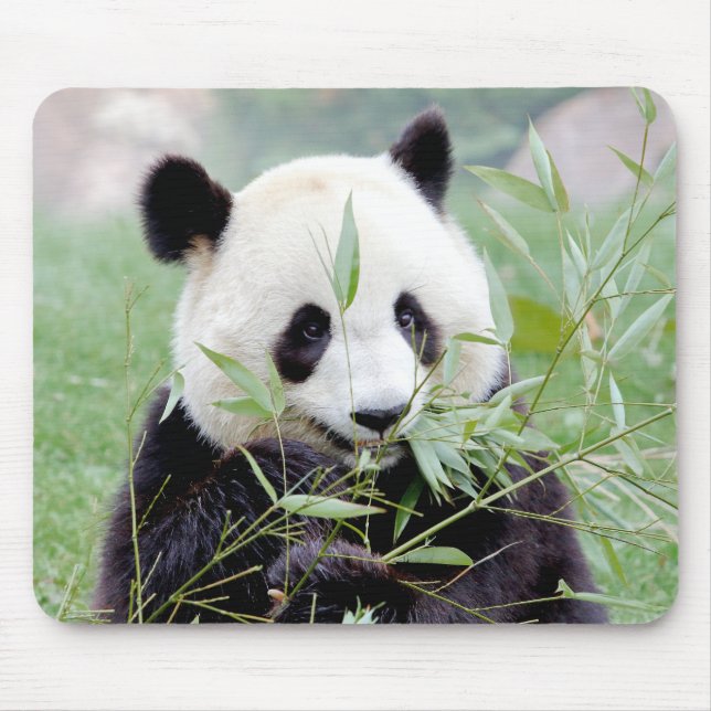 Mousepad. Photo giant panda. Panda geant. Mouse Pad (Front)