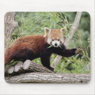 Mousepad. Photo red panda. Panda roux. animals. Mouse Pad