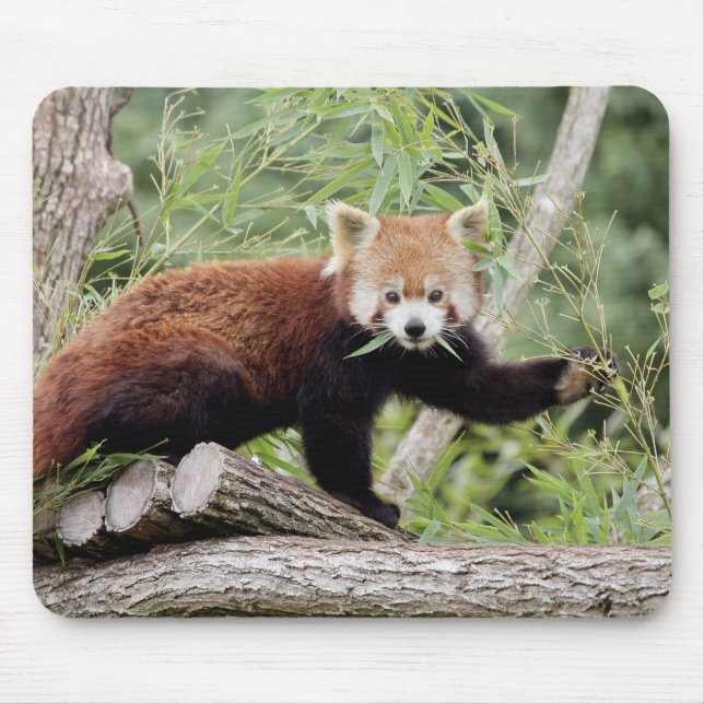 Mousepad. Photo red panda. Panda roux. animals. Mouse Pad (Front)