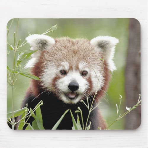 Mousepad Photo red panda Panda roux animals Mouse Pad