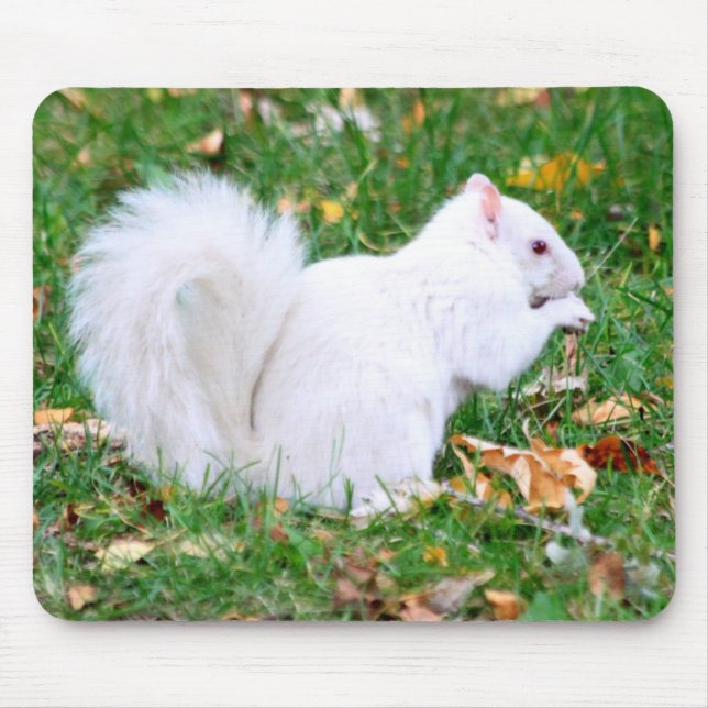 Mousepad - White Squirrel (Front)