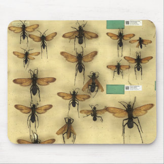Mousepad with giant spider huntings wasps