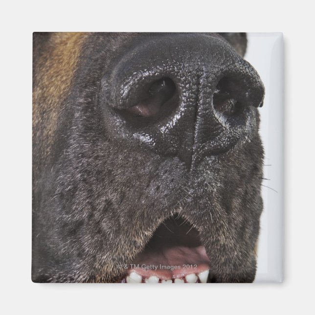 Mouth of Great Dane, close-up Magnet (Front)