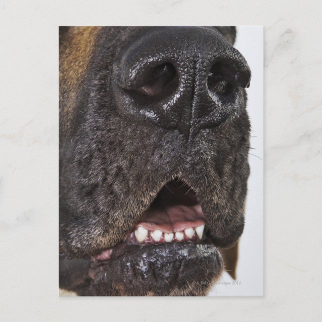 Mouth of Great Dane, close-up Postcard (Front)