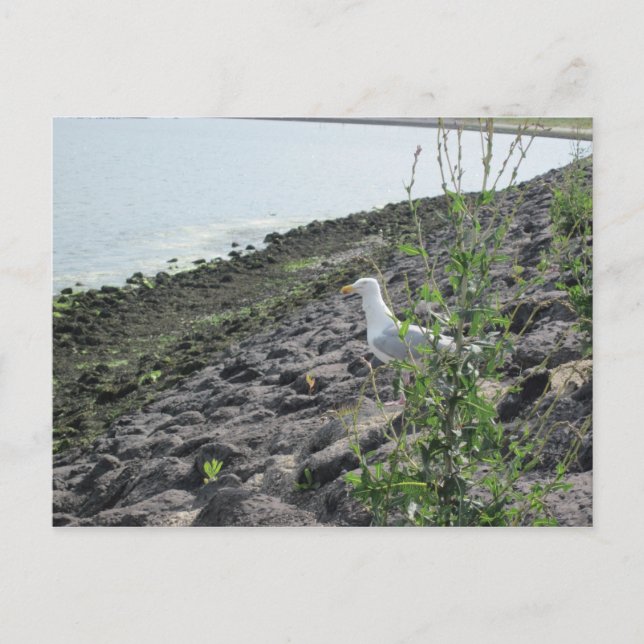 Möve Postcard (Front)