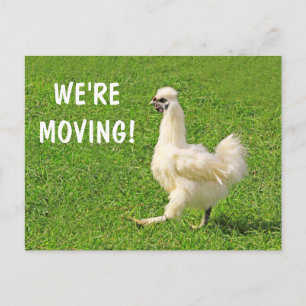 Moving Announcement Chicken Postcard
