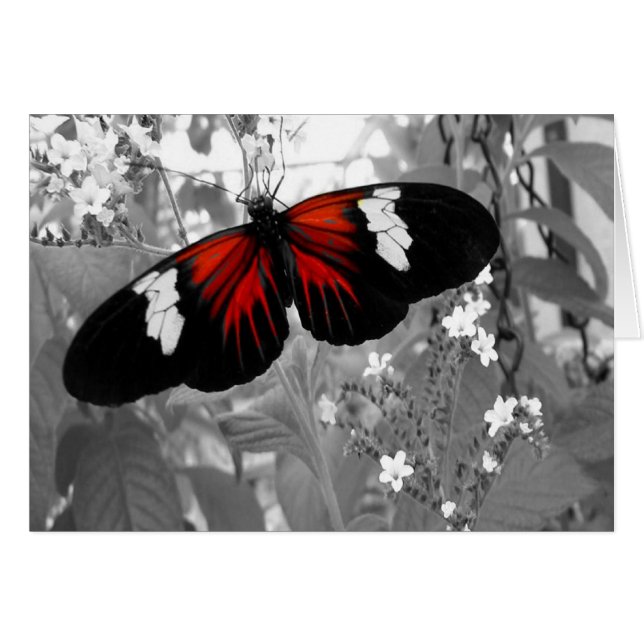 Moving Card, Red Butterfly Cards (Front Horizontal)