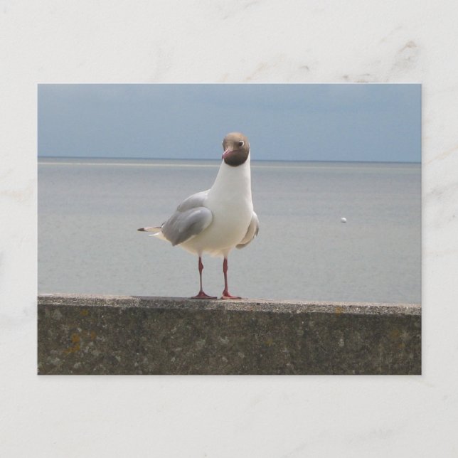 Möwe auf der Mauer an der Nordsee Postcard (Front)
