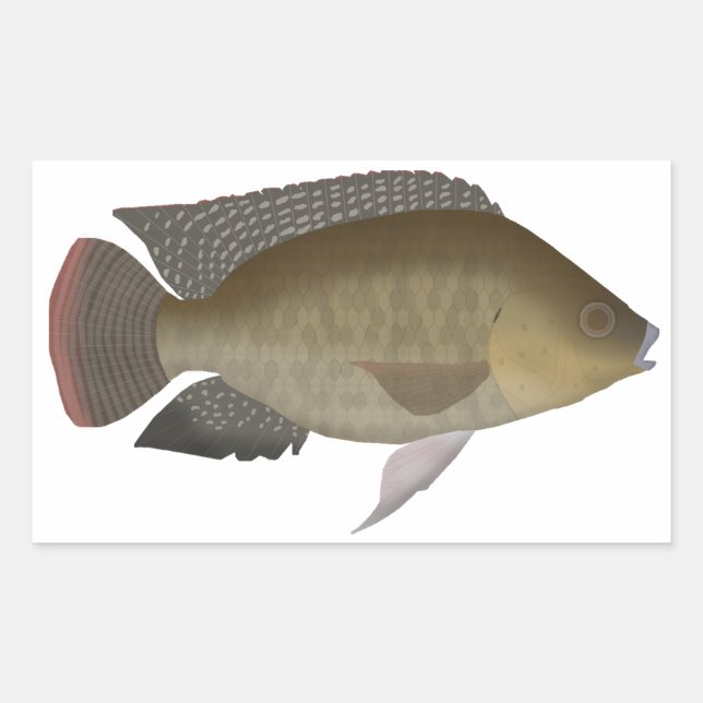 Mozambique Tilapia Rectangular Sticker (Front)