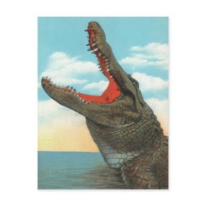 Mr. Alligator Postcard