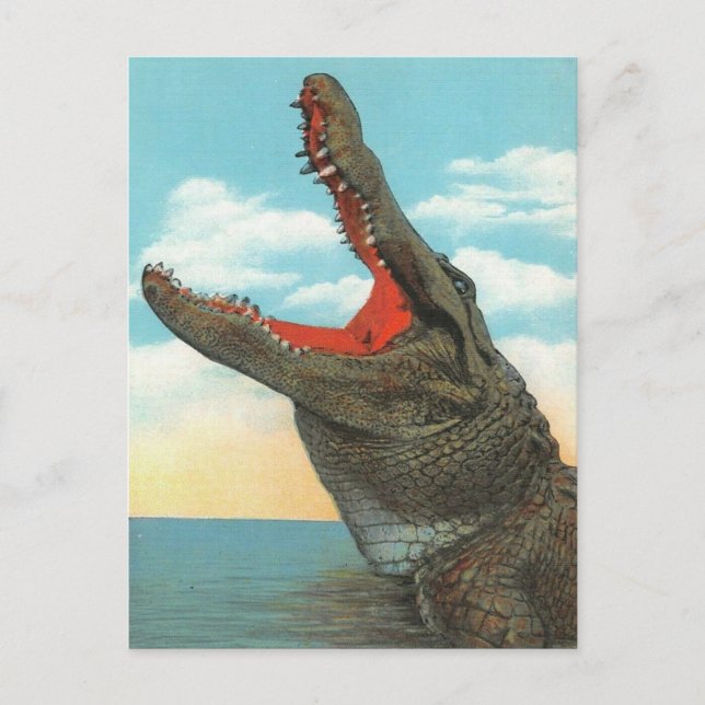 Mr. Alligator Postcard (Front)