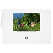 Mr and Mrs Mallard Cards (Back Horizontal)