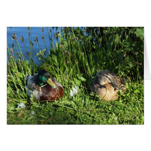 Mr and Mrs Mallard Cards (Front Horizontal)