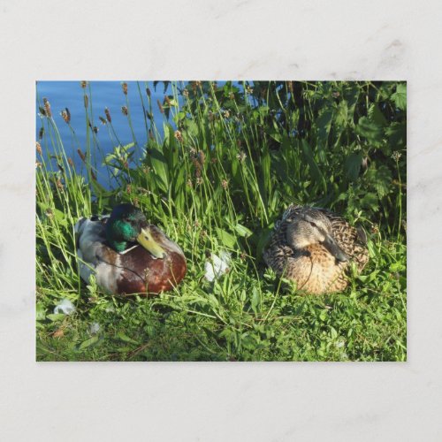 Mr and Mrs Mallard Postcard