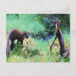 Mr and Mrs Pine Marten Date Night  Postcard