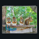 Mr. Bickles The Squirrel large wall calendar<br><div class="desc">Mr. Bickles The Squirrel 2025 calendar.  Featuring the endearing family of Mr. Bickles - living wild in Manitoba,  Canada.
Photography by Prue Critchley</div>