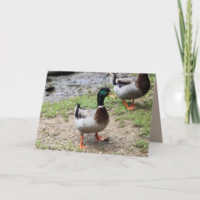Mr. Duck Card (Front)