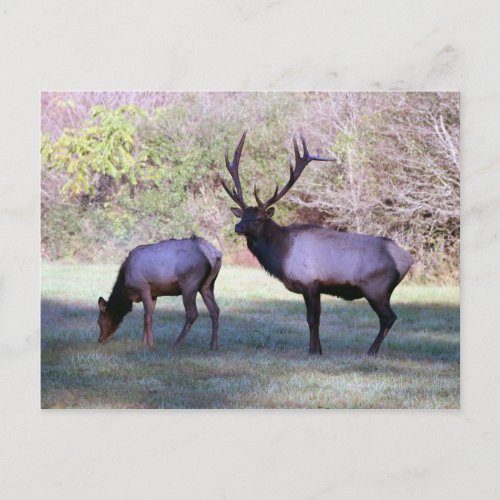 Mr Elk Postcard