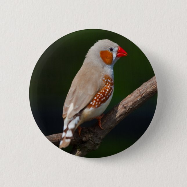 Mr Finch Badge Pinback Button (Front)