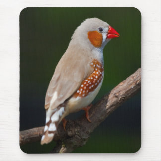 Mr Finch Mousemat Mouse Pad