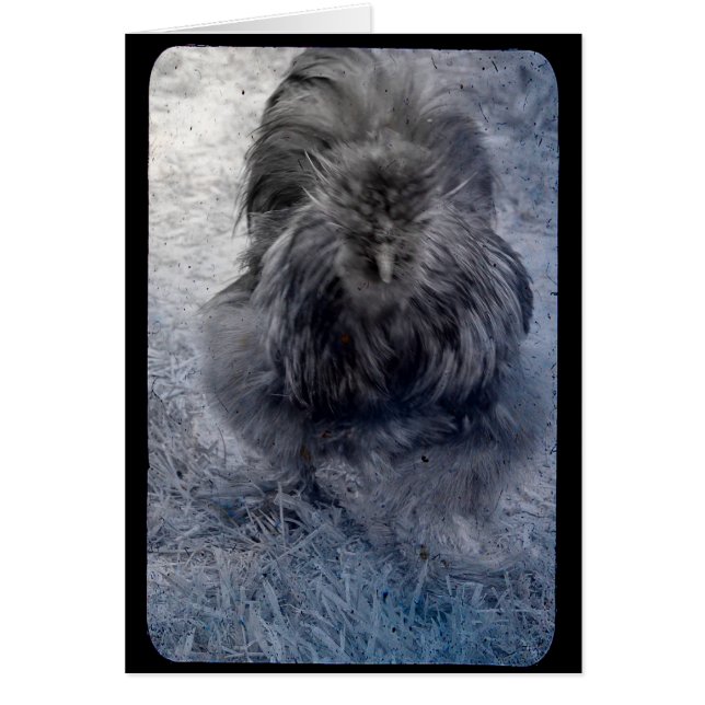 Mr Fluffy Silkie Rooster 2 Cards (Front)
