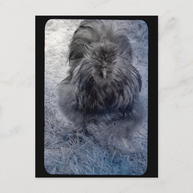 Mr Fluffy Silkie Rooster  Postcard (Front)