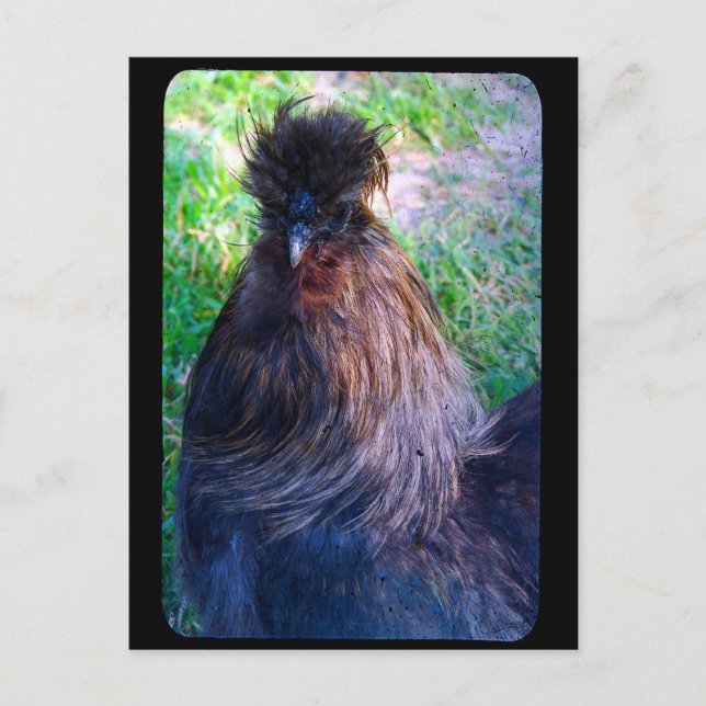 Mr. Fluffy the Silkie Rooster Postcard (Front)