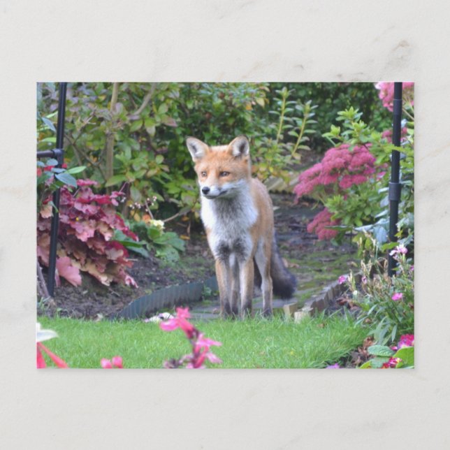 Mr Fox Postcard (Front)